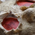 Autopsy, detail