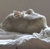 Autopsy