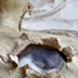 Autopsy, detail