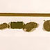 bullets