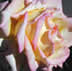 peace rose